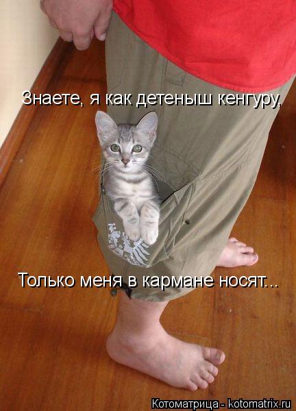 Знаете, я как детеныш кенгуру, Только меня в кармане носят...... Котоматрица: Знаете, я как детеныш кенгуру, Только меня в кармане носят...