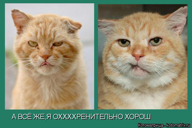 А ВСЁ ЖЕ,Я ОХХХХРЕНИТЕЛЬНО ХОРОШ... Котоматрица: А ВСЁ ЖЕ,Я ОХХХХРЕНИТЕЛЬНО ХОРОШ