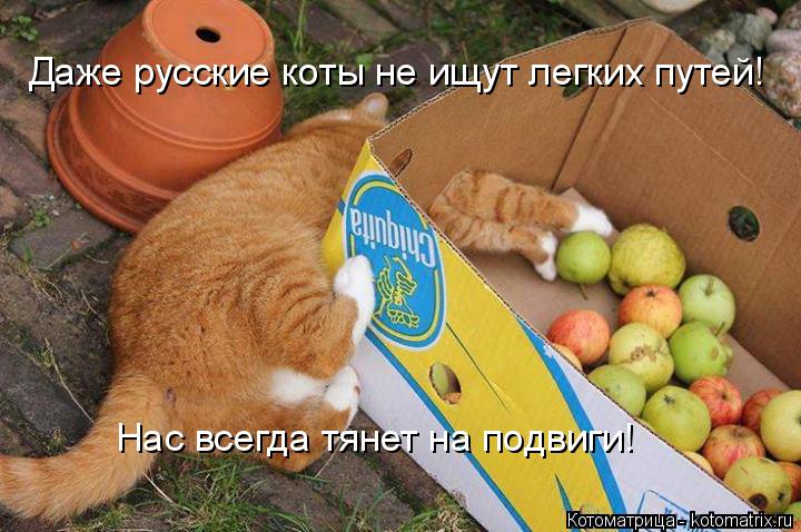 Даже русские коты не ищут легких путей! Нас всегда тянет на подвиги!... Котоматрица: Даже русские коты не ищут легких путей! Нас всегда тянет на подвиги!