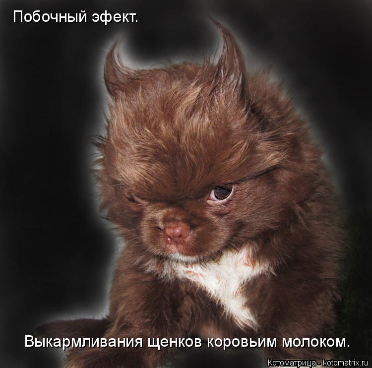 Побочный эфект. Выкармливания щенков коровьим молоком.... Котоматрица: Побочный эфект. Выкармливания щенков коровьим молоком.