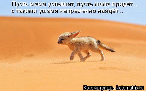 Пусть мама услышит, пусть мама придёт... с такими ушами непременно найдёт...... Котоматрица: Пусть мама услышит, пусть мама придёт... с такими ушами непременно найдёт...