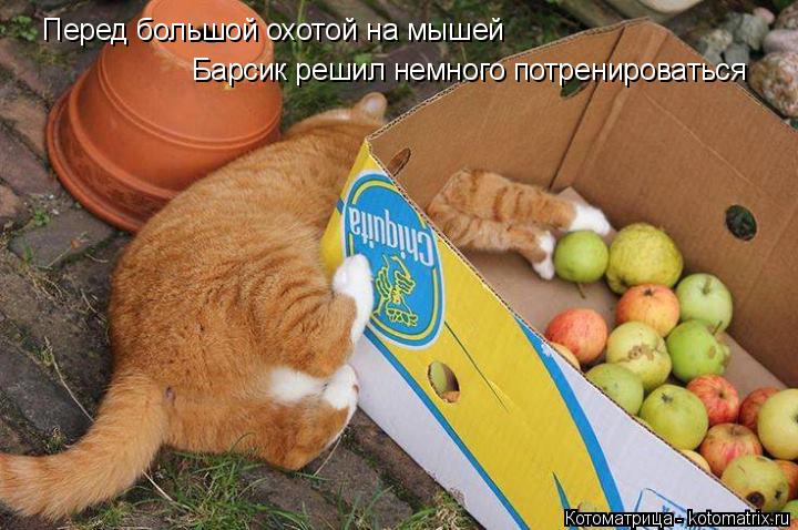 Котоматрица: Перед большой охотой на мышей Барсик решил немного потренироваться