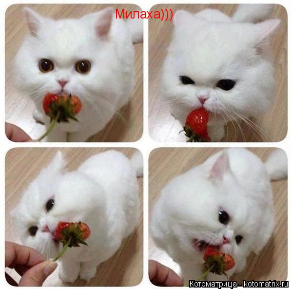 Милаха)))... Котоматрица: Милаха)))
