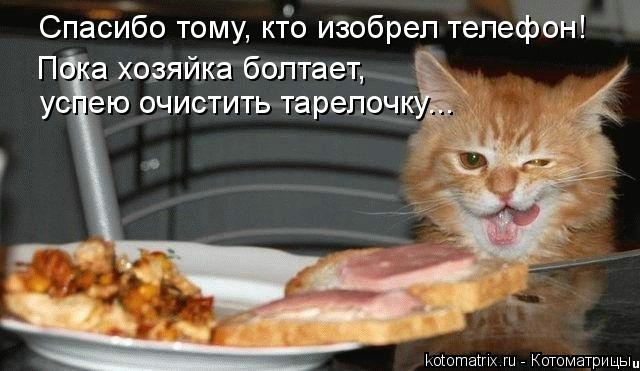 Спасибо тому, кто изобрел телефон! Пока хозяйка болтает, успею очистить тарелочку...... Котоматрица: Спасибо тому, кто изобрел телефон! Пока хозяйка болтает, успею очистить тарелочку...