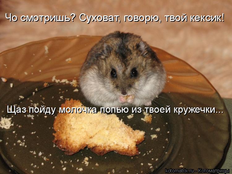 Чо смотришь? Суховат, говорю, твой кексик! Щаз пойду молочка попью из твоей кружечки...... Котоматрица: Чо смотришь? Суховат, говорю, твой кексик! Щаз пойду молочка попью из твоей кружечки...