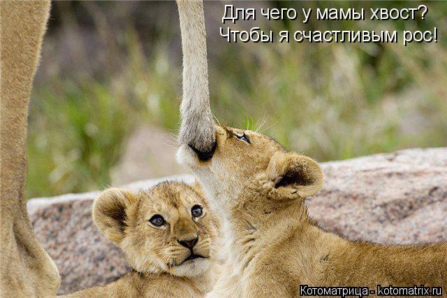 Для чего у мамы хвост? Чтобы я счастливым рос!... Котоматрица: Для чего у мамы хвост? Чтобы я счастливым рос!