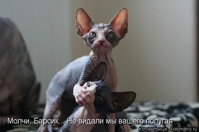 Молчи, Барсик... Не видали мы вашего попугая... Котоматрица: Молчи, Барсик... Не видали мы вашего попугая