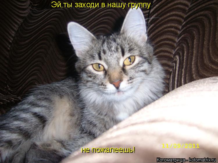 Эй,ты заходи в нашу группу не пожалеешь!... Котоматрица: Эй,ты заходи в нашу группу не пожалеешь!