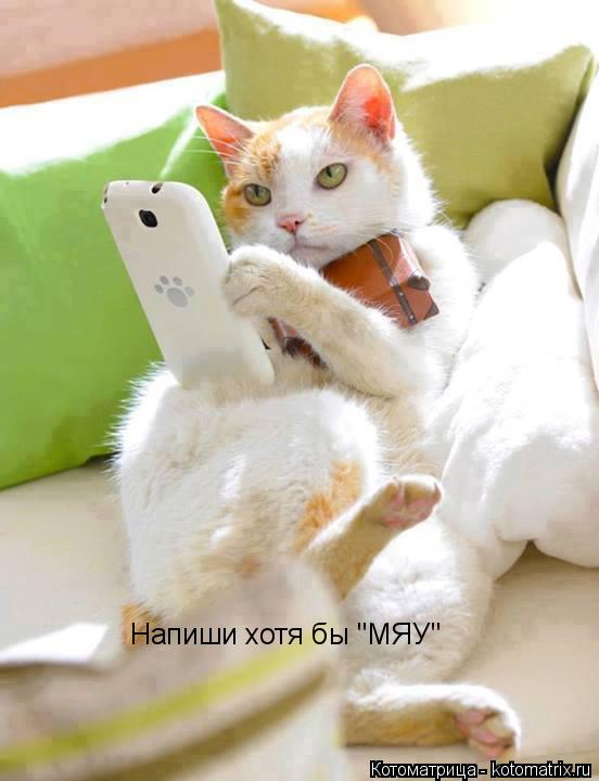Котоматрица: Напиши хотя бы "МЯУ"