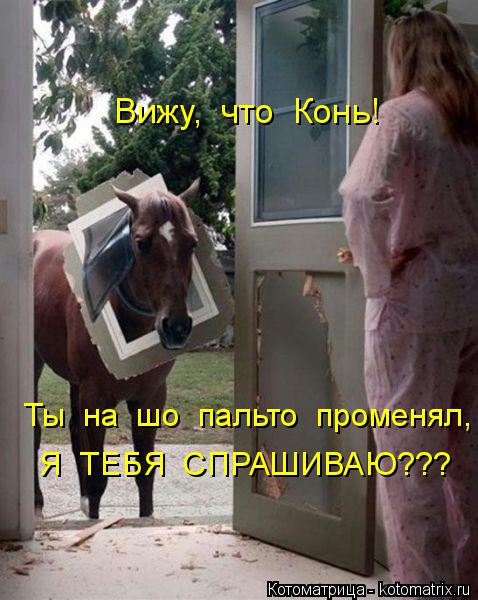 Вижу, что Конь! Ты на шо пальто променял, Я ТЕБЯ СПРАШИВАЮ???... Котоматрица: Вижу, что Конь! Ты на шо пальто променял, Я ТЕБЯ СПРАШИВАЮ???