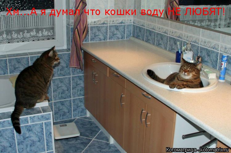 Хм...А я думал что кошки воду НЕ ЛЮБЯТ!... Котоматрица: Хм...А я думал что кошки воду НЕ ЛЮБЯТ!