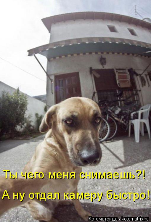Ты чего меня снимаешь?! А ну отдал камеру быстро!... Котоматрица: Ты чего меня снимаешь?! А ну отдал камеру быстро!