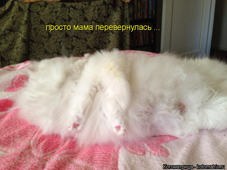 просто мама перевернулась ...... Котоматрица: просто мама перевернулась ...