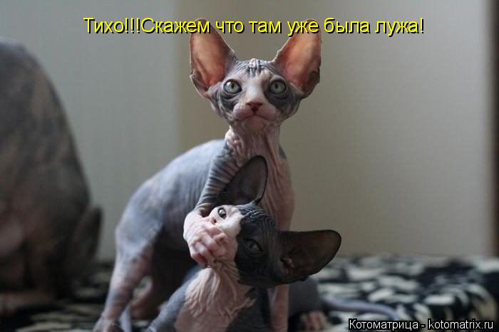 Тихо!!!Скажем что там уже была лужа!... Котоматрица: Тихо!!!Скажем что там уже была лужа!