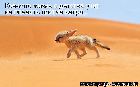 Кое-кого жизнь с детства учит не плевать против ветра...... Котоматрица: Кое-кого жизнь с детства учит не плевать против ветра...