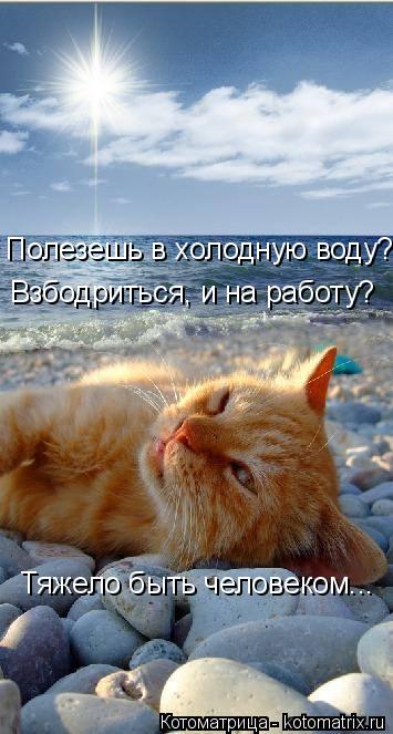 Полезешь в холодную воду? Взбодриться, и на работу? Тяжело быть человеком...... Котоматрица: Полезешь в холодную воду? Взбодриться, и на работу? Тяжело быть человеком...