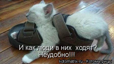 И как люди в них ходят? Неудобно!!!... Котоматрица: И как люди в них ходят? Неудобно!!!