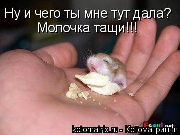 Ну и чего ты мне тут дала? Молочка тащи!!!... Котоматрица: Ну и чего ты мне тут дала? Молочка тащи!!!