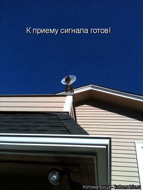К приему сигнала готов!... Котоматрица: К приему сигнала готов!