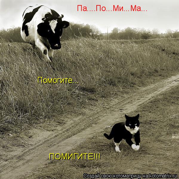 Па....По...Ми...Ма... Помогите... ПОМИГИТЕ!!!... Котоматрица: Па....По...Ми...Ма... Помогите... ПОМИГИТЕ!!!