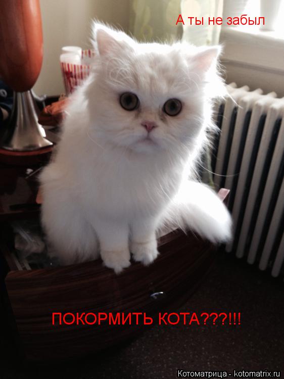А ты не забыл ПОКОРМИТЬ КОТА???!!!... Котоматрица: А ты не забыл ПОКОРМИТЬ КОТА???!!!