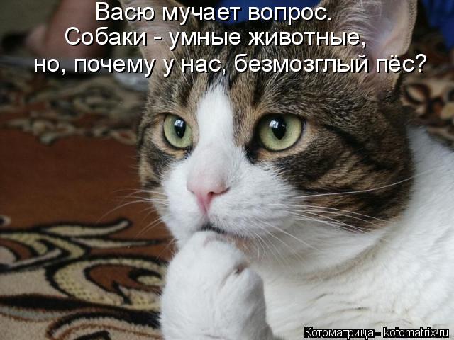 Котоматрица: Васю мучает вопрос. Собаки - умные животные, но, почему у нас, безмозглый пёс?