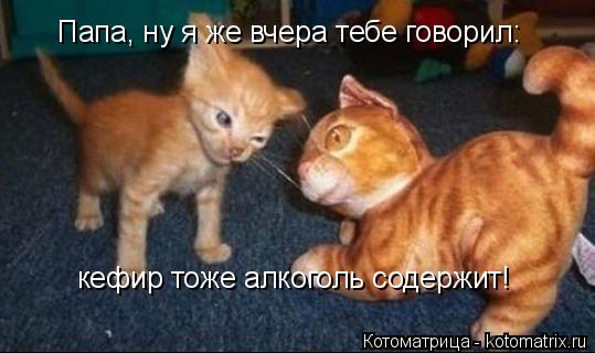 Папа, ну я же вчера тебе говорил: кефир тоже алкоголь содержит!... Котоматрица: Папа, ну я же вчера тебе говорил: кефир тоже алкоголь содержит!
