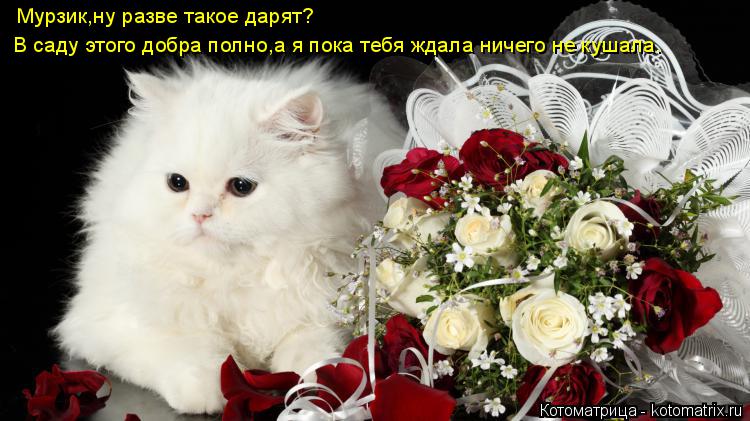 Мурзик,ну разве такое дарят? В саду этого добра полно,а я пока тебя ждала ничего не кушала.... Котоматрица: Мурзик,ну разве такое дарят? В саду этого добра полно,а я пока тебя ждала ничего не кушала.
