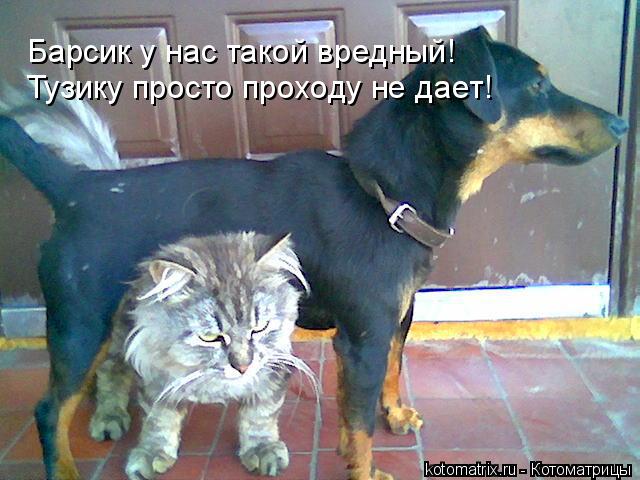 Барсик у нас такой вредный! Тузику просто проходу не дает!... Котоматрица: Барсик у нас такой вредный! Тузику просто проходу не дает!
