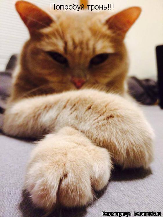 Попробуй тронь!!!... Котоматрица: Попробуй тронь!!!