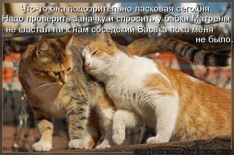 Котоматрица: Что-то она подозрительно ласковая сегодня. Надо проверить заначку и спросить у бабки Матрены не шастал ли к нам соседский Васька пока меня  
