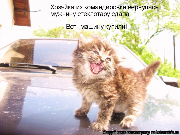 Котоматрица: Хозяйка из командировки вернулась, мужнину стеклотару сдала. Вот- машину купили!