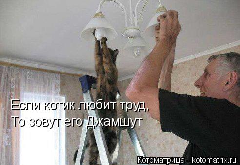 Если котик любит труд, То зовут его Джамшут... Котоматрица: Если котик любит труд, То зовут его Джамшут