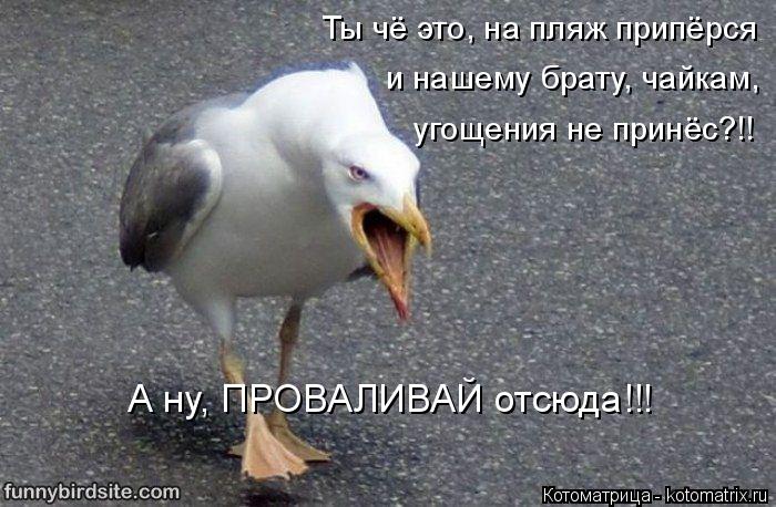 Котоматрица: Ты чё это, на пляж припёрся и нашему брату, чайкам,  А ну, ПРОВАЛИВАЙ отсюда!!! угощения не принёс?!!