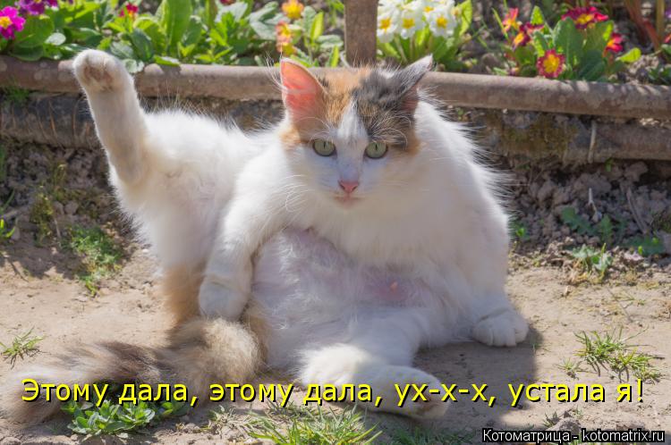 Котоматрица: Этому дала, этому дала, ух-х-х, устала я!