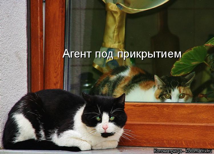 Агент под прикрытием... Котоматрица: Агент под прикрытием