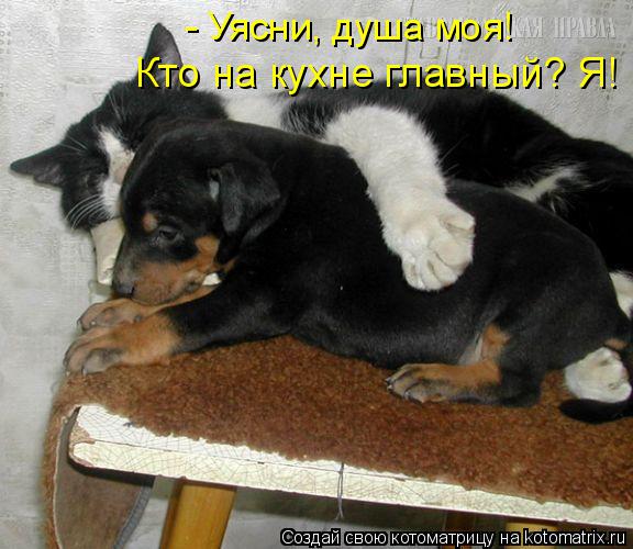 Котоматрица: - Уясни, душа моя! Кто на кухне главный? Я!