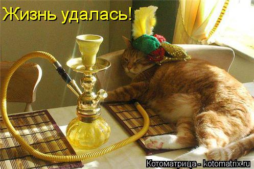 Жизнь удалась!... Котоматрица: Жизнь удалась!