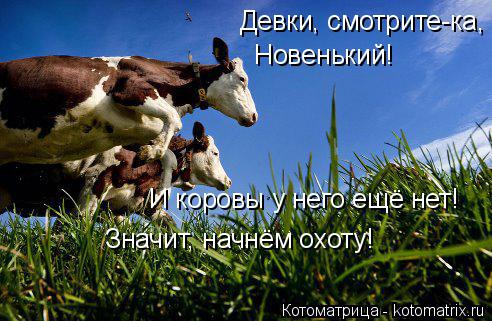 Девки, смотрите-ка, Новенький! И коровы у него ещё нет! Значит, начнём охоту!... Котоматрица: Девки, смотрите-ка, Новенький! И коровы у него ещё нет! Значит, начнём охоту!