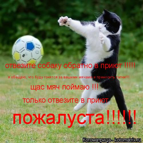 отвезите собаку обратно в приют !!!!! я обещаю, что буду гонятся за вашими мячами и приносить тапки!!... Котоматрица: отвезите собаку обратно в приют !!!!! я обещаю, что буду гонятся за вашими мячами и приносить тапки!!! щас мяч поймаю !!! только отвезите в приют