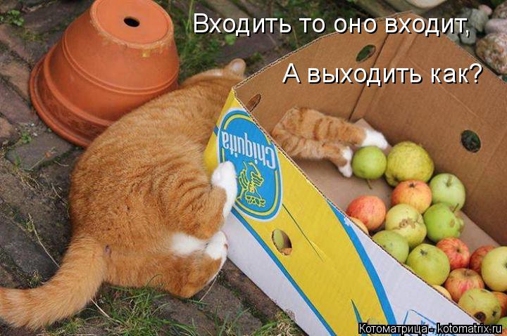 Входить то оно входит, А выходить как?... Котоматрица: Входить то оно входит, А выходить как?