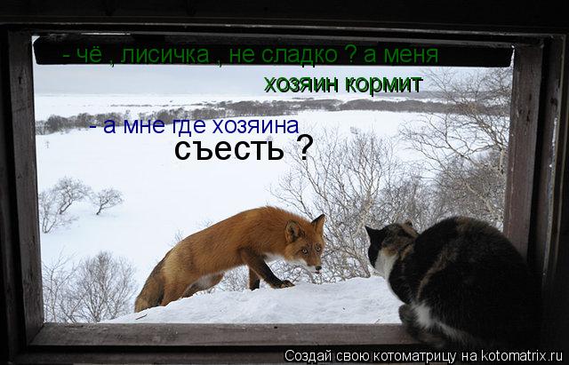 Котоматрица: - чё , лисичка , не сладко ? а меня  хозяин кормит - а мне где хозяина съесть ?