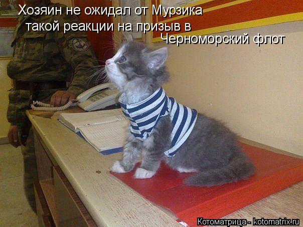 Котоматрица: Хозяин не ожидал от Мурзика  такой реакции на призыв в Черноморский флот