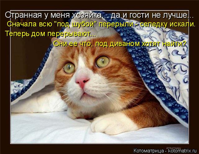 Странная у меня хозяйка... да и гости не лучше... Сначала всю "под шубой" перерыли - селедку искали. ... Котоматрица: Странная у меня хозяйка... да и гости не лучше... Сначала всю "под шубой" перерыли - селедку искали. Теперь дом перерывают... Они ее что, под дива