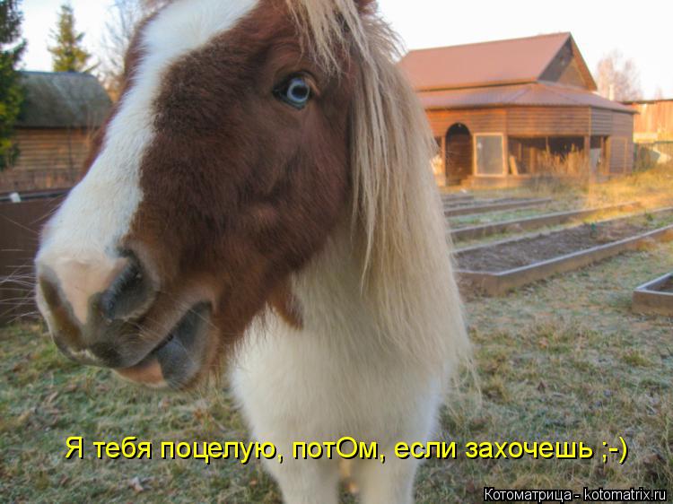 Котоматрица: Я тебя поцелую, потОм, если захочешь ;-)