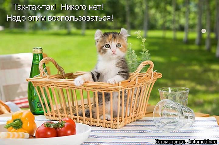 Так-так-так! Никого нет! Надо этим воспользоваться!... Котоматрица: Так-так-так! Никого нет! Надо этим воспользоваться!