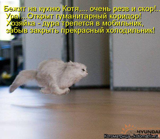 Котоматрица: Бежит на кухню Котя,... очень резв и скор!... Ура!...Открыт гуманитарный коридор! Хозяйка - дура трепется в мобильник, забыв закрыть прекрасный х