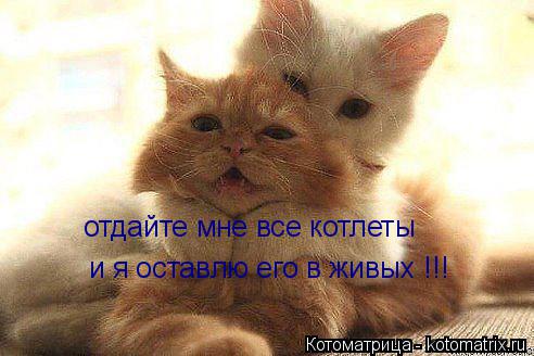 отдайте мне все котлеты и я оставлю его в живых !!!... Котоматрица: отдайте мне все котлеты и я оставлю его в живых !!!