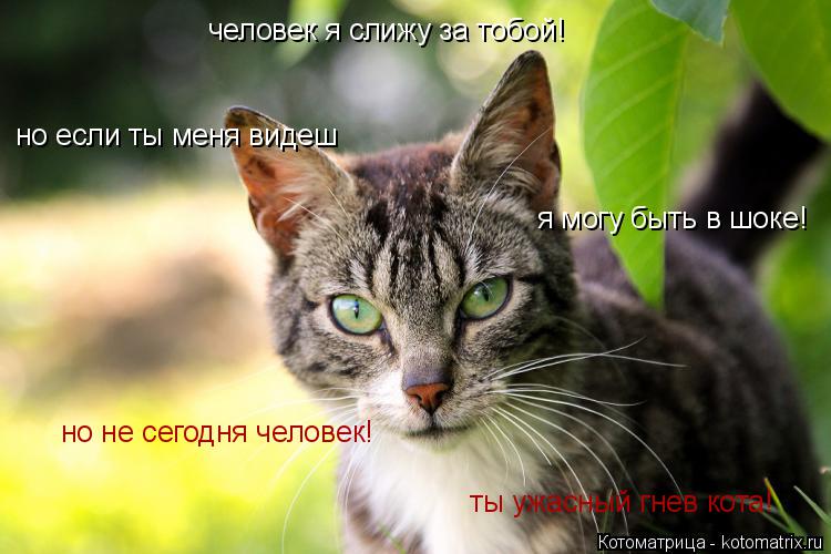 человек я слижу за тобой! но если ты меня видеш я могу быть в шоке! но не сегодня человек! ты ужасный... Котоматрица: человек я слижу за тобой! но если ты меня видеш я могу быть в шоке! но не сегодня человек! ты ужасный гнев кота!