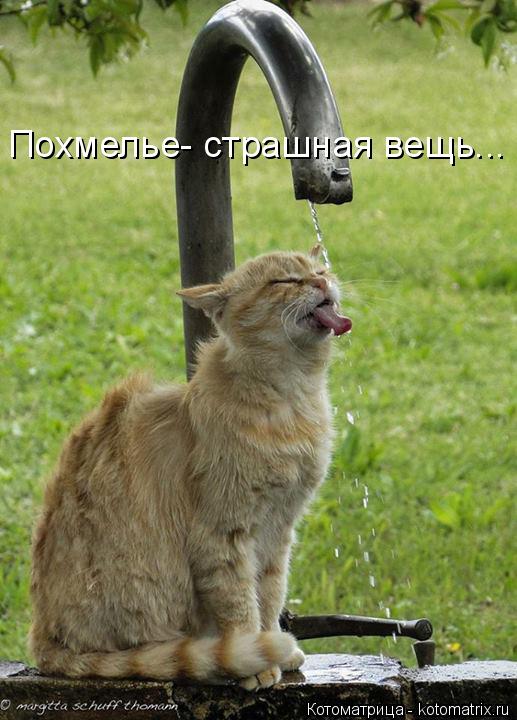 Похмелье- страшная вещь...... Котоматрица: Похмелье- страшная вещь...